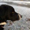 Trail Running With Dog - ANI
